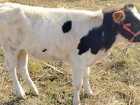Cow, Russian Black pied cattle — photo 2