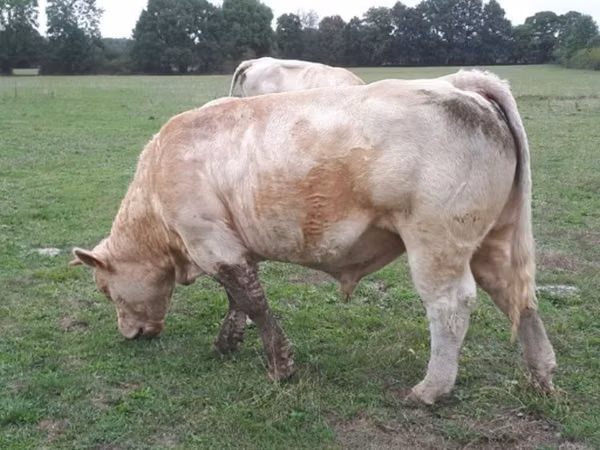 Bull, Charolais cattle — United Kingdom