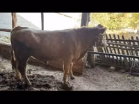 Bulle, Simmental cattle — Foto 2