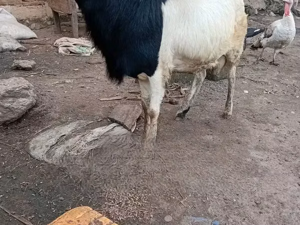 Кочкор, Койлор — Гана