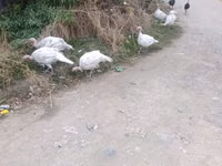Turkeys — foto 1