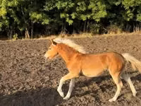 Mare, Haflinger — photo 2