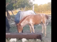 Kuda betina, Horses — foto 3