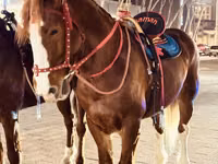 ፈረስ, Horses — ፎቶ 2