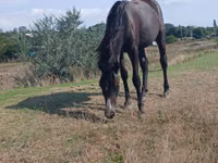 Mare, Horses — photo 3