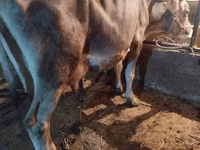 Гов, Swiss cattle — акс 3