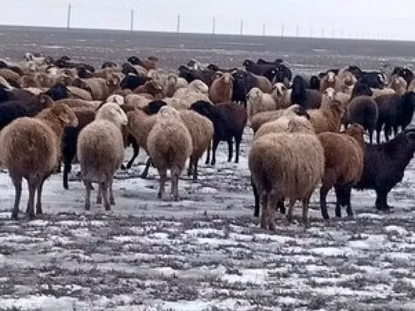 Ram, Sheep