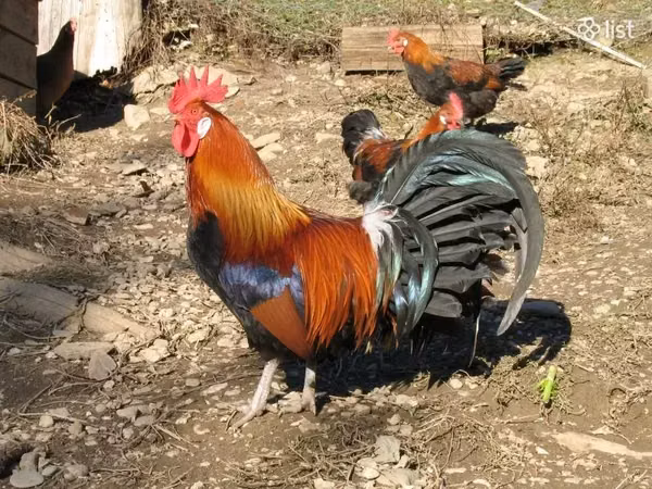 Chickens — Armeeniya