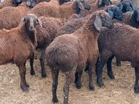 Ram, Sheep — photo 1