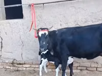 Cow, Russian Black pied cattle — photo 7