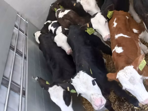 ثور, Simmental cattle