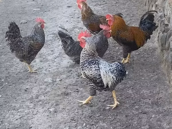 Chickens — Azerbejdżan