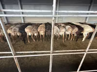 Ram, Sheep — photo 1