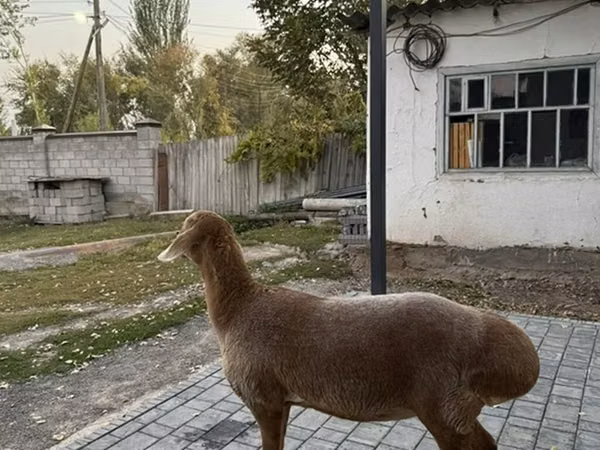Sheep, Arashan sheep