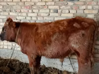 Dibi, Cattle — sawirka 1