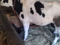 Cow, Holstein breed — photo 4