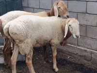 Ovan, Arashan sheep — fotografija 4