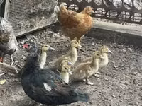 Ducks — عکس 1