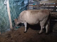 Vaca, Latvian Blue cattle — foto 2