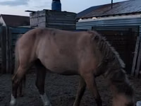 ፈረስ, Horses — ፎቶ 4
