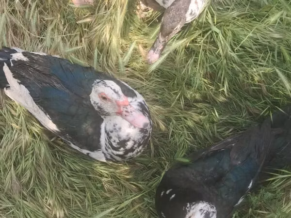 Domestic Muscovy