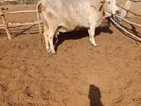 গাভী, Latvian Blue cattle — ছবি 2