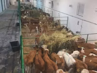 گاو نر, Simmental cattle — عکس 1