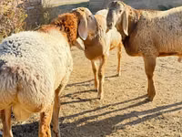Vædder, Edilbay sheep — foto 2