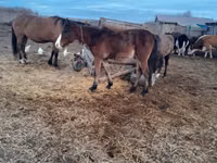 Mare, Horse breed — photo 1