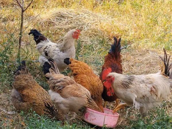Chickens — কিরগিজিস্তান