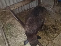 Sheep, Sheep — photo 1