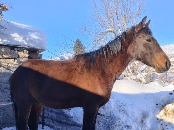 Horse (M), Horses — Kazakhstan