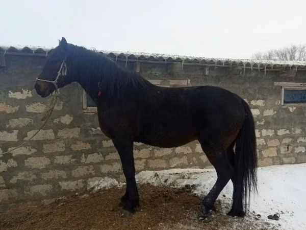 Horse (M), Horses — Kazakhstan