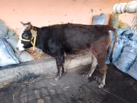 सांड, मवेशी — फ़ोटो 4