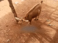 ፍየሎች (ቡድን፣ ጾታ አልተጠቀሰም), Goats — ፎቶ 1