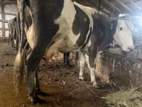 گاو ماده, Russian Black pied cattle — عکس 1