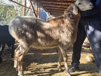 Ram, Arashan sheep — photo 1