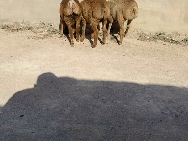 Sheep, Sheep — Azerbaijan