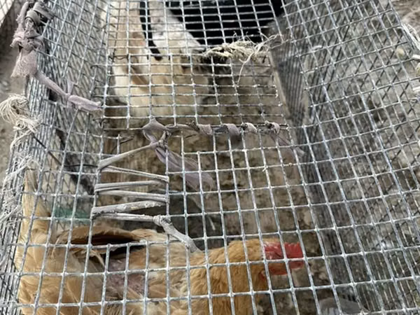 Chickens — Kyrgyzstan