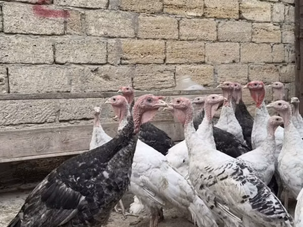 Turkeys — Asarbajan