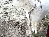 بز ماده, Alpine goat — عکس 3