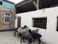Sheep, Rhon sheep — photo 3
