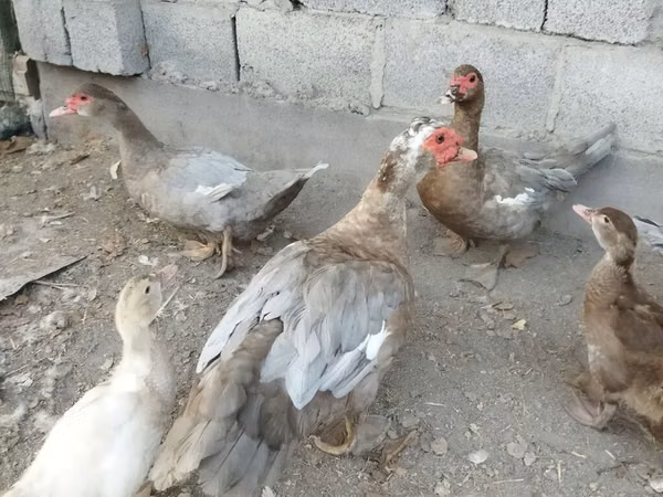 Domestic Muscovy — Kyrgyzstan