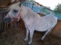 Mare, Horses — photo 2