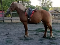 Faras dhaddig, Haflinger — sawirka 3