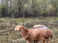 قوچ, Arashan sheep — عکس 1