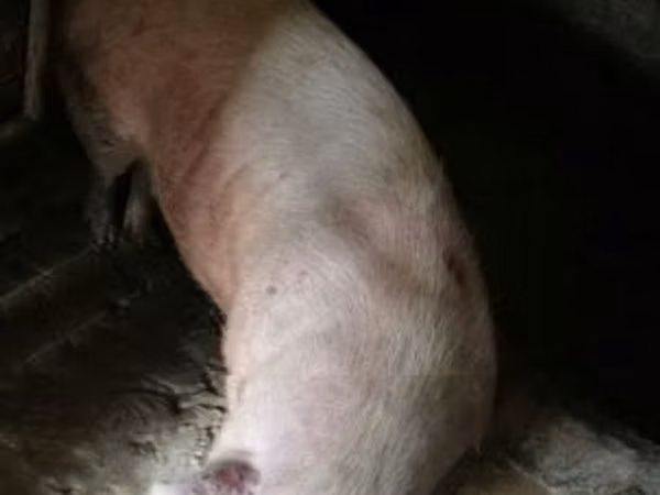 Sow, Pigs