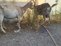 Goat, Alpine goat — photo 2