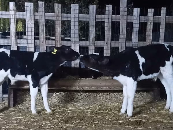 雄牛, Swiss cattle