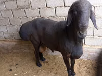 Ram, Sheep — photo 2